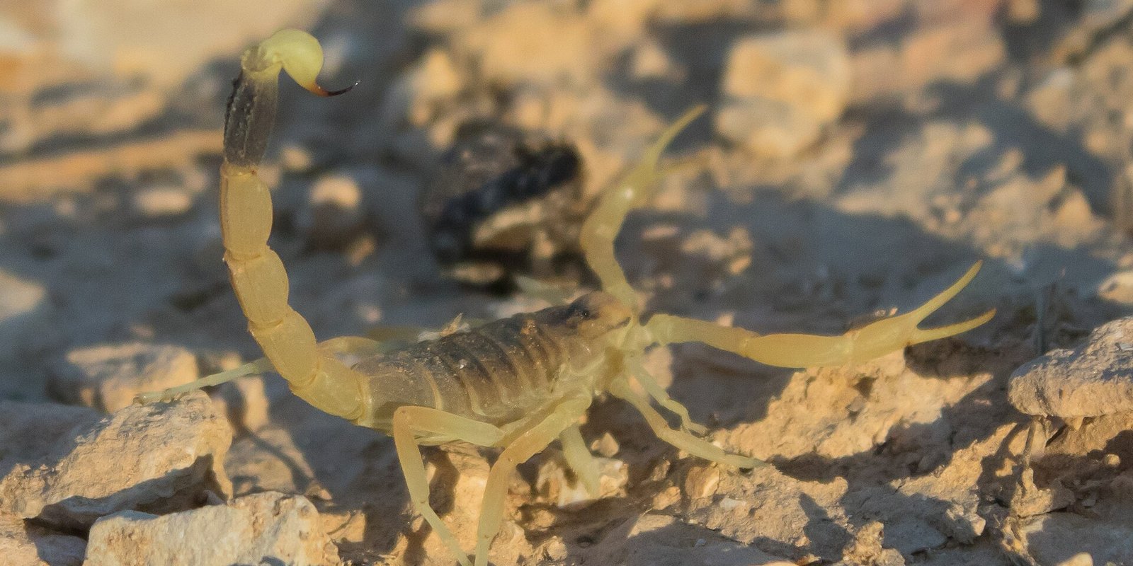 A stock research firm asked Claude to make an antivenom. Two labs say 17 of its proteins work