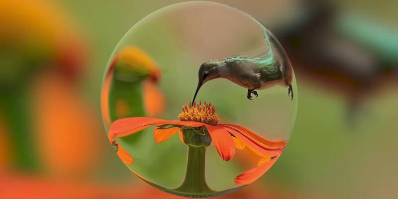 A hummingbird feeding from an orange flower inside a clear glass bubble, against a blurred green and orange garden background